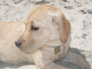 1996 Ford Bronco - A young dog rests on the sandy shore, looking off to the side.