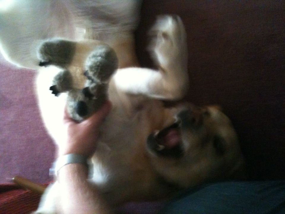 Dog lying on its back, being held by a person's hand