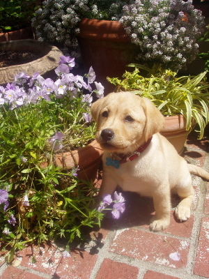1996 Ford Bronco - A young yellow Labrador retriever puppy poses in a garden setting, surrounded by blooming flowers and terracotta pots.