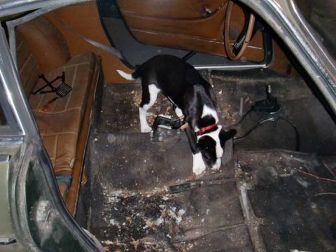 1969 Volvo P1800 - My little helper, Dante