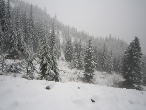 2008 Jeep Wrangler - Vehicles are visible on a snow-covered road winding through a dense forest during a snowfall.