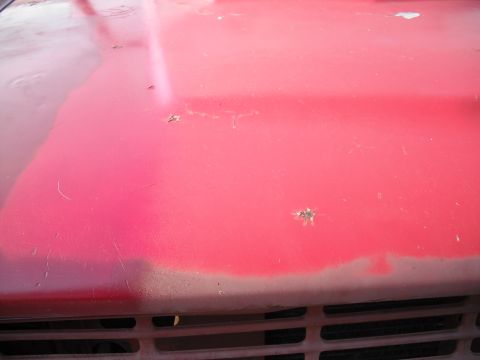 1968 Ford Bronco - Close-up of a red vehicle's hood showing areas of rust and faded paint, with a Supermotors logo at the bottom.