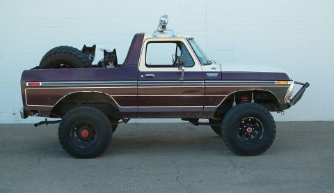 1979 Ford Bronco - after... hi puppies! the male is 170 pounds & the frmale is 100