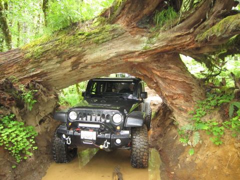 2008 Jeep Wrangler - A black 2008 Jeep Wrangler navigates a muddy path beneath a large fallen tree in a forest setting.