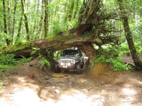 2008 Jeep Wrangler - Jeep Wrangler navigates a muddy trail beneath a massive fallen tree in a dense forest.