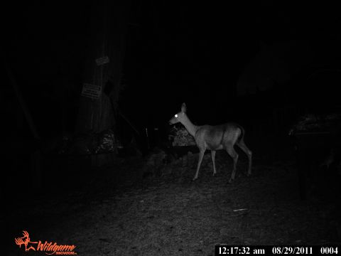 1994 Ford F-150 - A deer is illuminated by a trail camera at night, with a post and signs in the background.