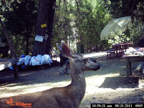1994 Ford F-150 - A deer stands in a wooded area near a picnic table and an umbrella.