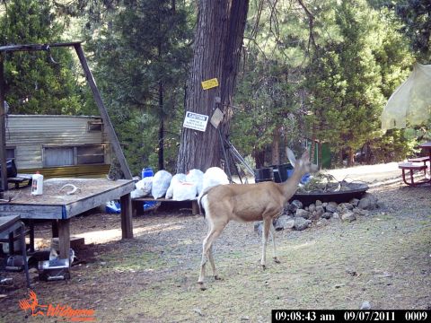 1994 Ford F-150 - A deer wanders through a campsite area with a trailer and outdoor furniture.