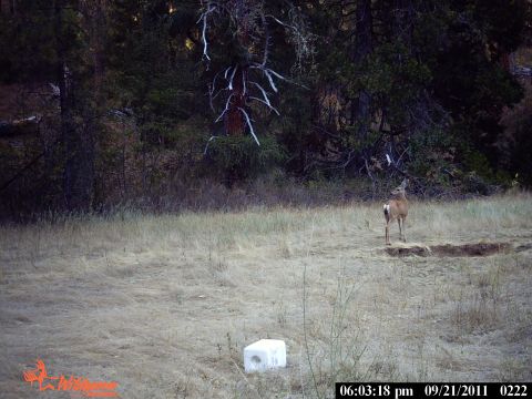 1994 Ford F-150 - A deer pauses in a field, captured by a trail camera on September 21, 2011.