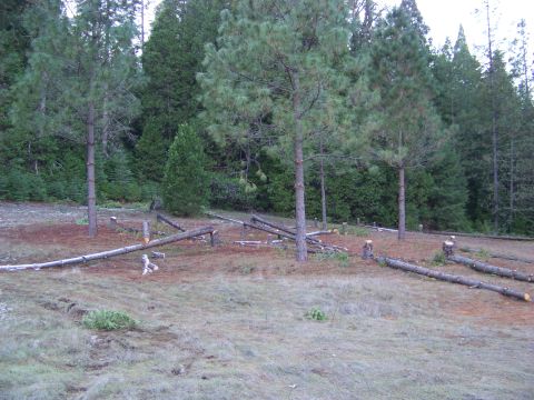 1994 Ford F-150 - A scene of deforestation in a wooded area with felled logs scattered across the ground.