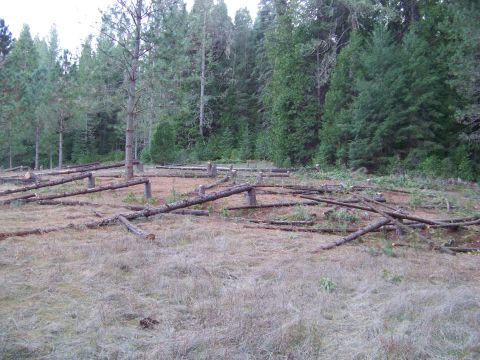 1994 Ford F-150 - Felled logs lie scattered in a cleared forest area, with dense trees behind.
