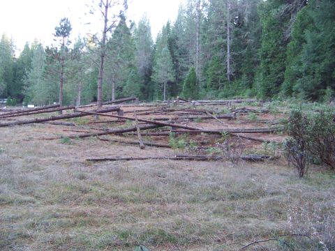 1994 Ford F-150 - Fallen logs litter a cleared area in a forest, with trees in the background.