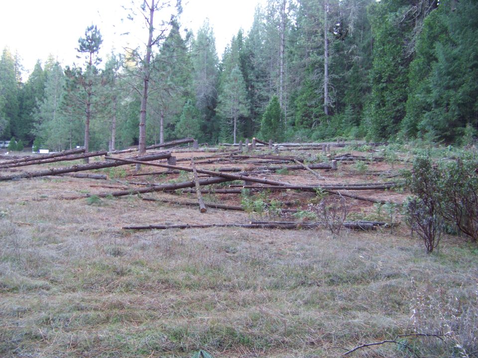 cleared forest area with fallen logs and trees, some cut logs are stacked