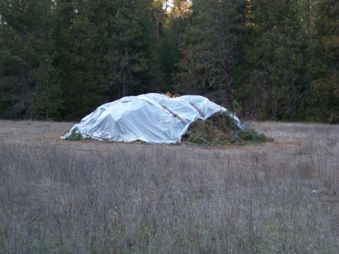 1994 Ford F-150 - A vehicle is covered with a tarp and branches in a field, with trees in the background.