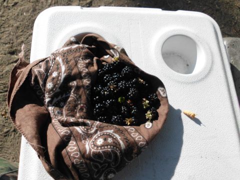 1988 Ford Bronco - A collection of fresh blackberries rests in a bandana atop a white cooler, with a small insect nearby.