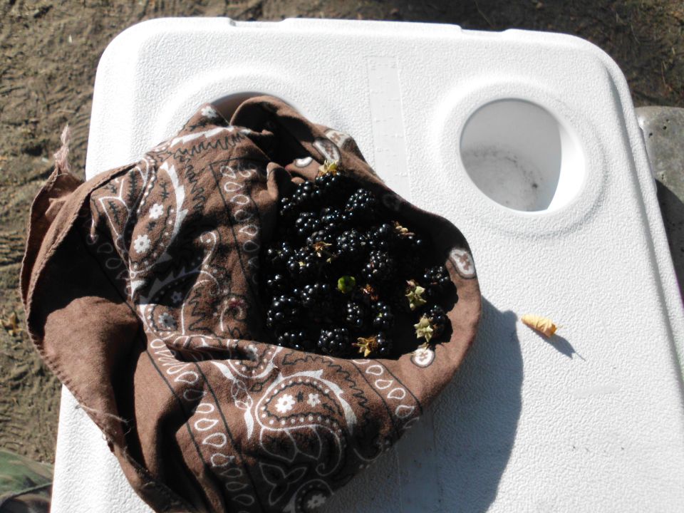 Blackberries in a bandana on a white cooler