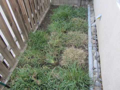 1968 Ford Mustang - A view of a backyard area with overgrown grass and a wooden fence.