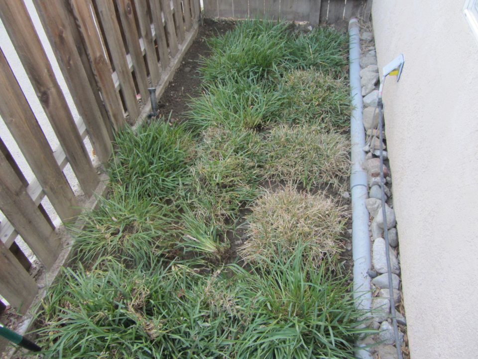 Patchy grass in a yard with a wooden fence and a stucco wall