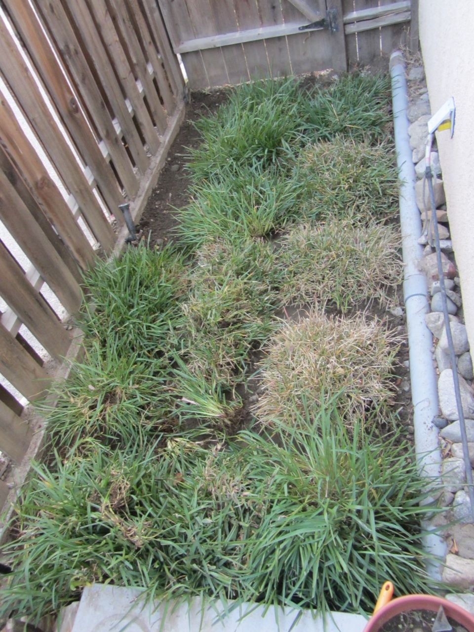 Patch of grass next to a wooden fence and a downspout