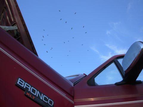 1983 Ford Bronco - Did you ever get the feeling you was being WATCHED? They'll have to wait for the scraps - right now, I'm taking the lion's share. 8)
