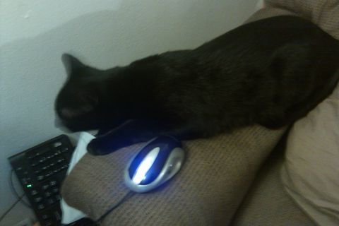 2000 Mercury Grand Marquis - A black cat rests on a textured surface near a computer mouse and keyboard.