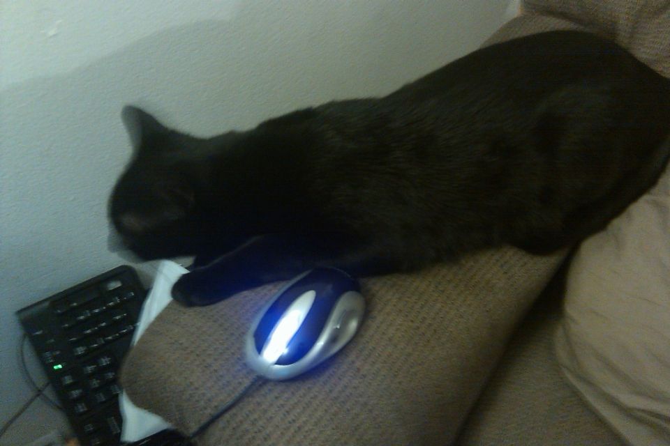 Black cat sleeping on a couch next to a computer mouse and keyboard