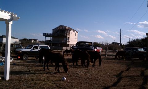 1979 Ford Bronco - Several horses are seen grazing in a field with various vehicles parked in the background under a clear blue sky.