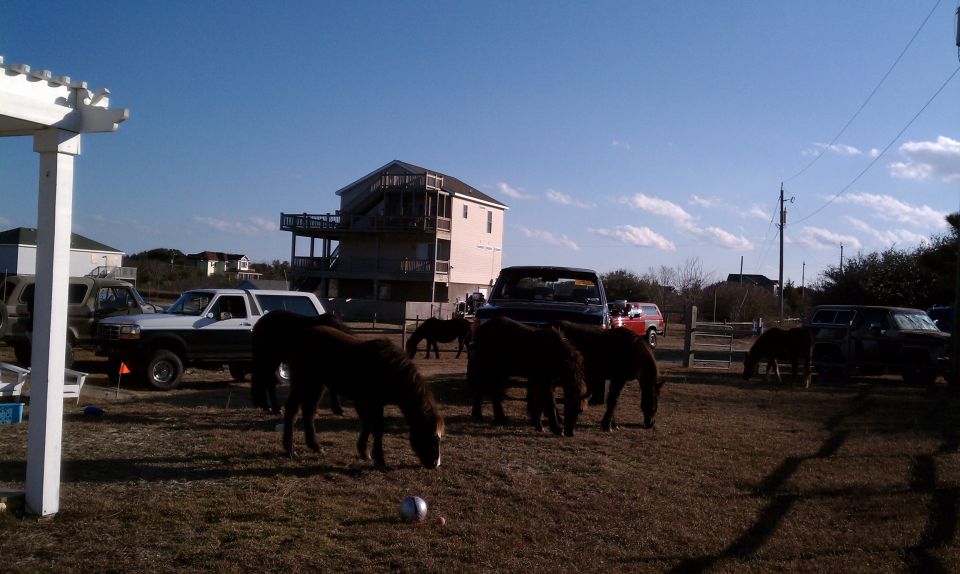 Horses grazing near parked vehicles on a sunny day