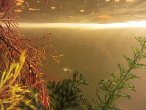 1968 Ford Mustang - A small guppy fish is visible among aquatic plants in an aquarium.