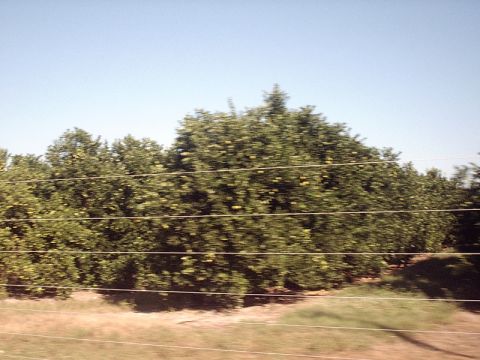 1996 Ford Bronco - Orange trees I dont see them in Iceland