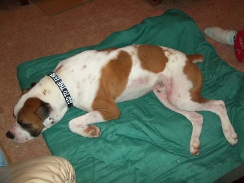 1995 Ford Bronco - Dog wearing a 'BAD TO THE BONE' collar rests on a green blanket.