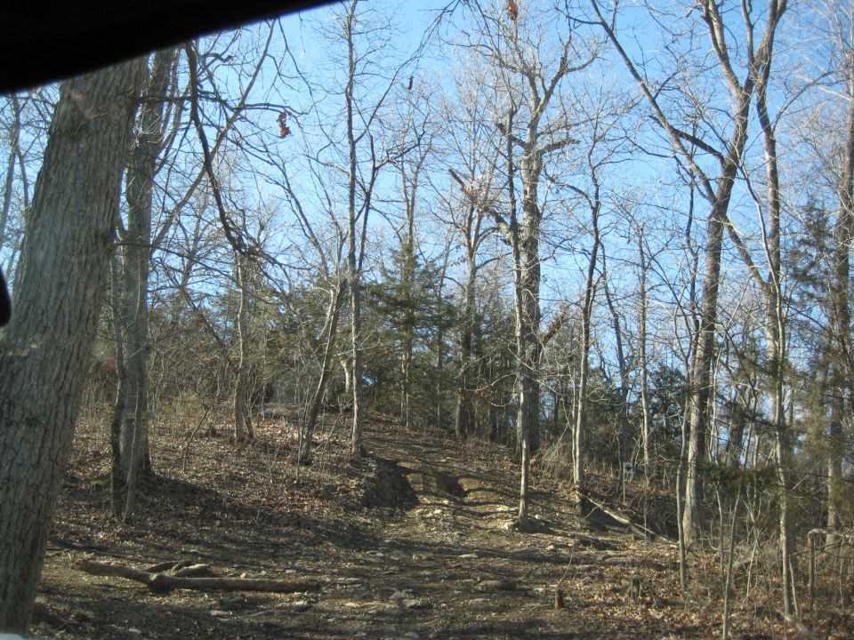 Dirt road winding uphill through a bare-branched forest under a clear blue sky