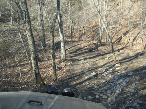 2005 Jeep Wrangler - The view from the driver's seat shows a rough trail winding through a bare forest.