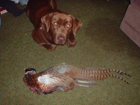 1993 Ford Bronco - A dog watches over a pheasant it has presumably caught.