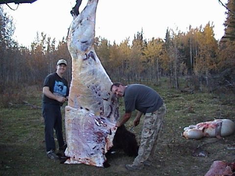 1979 Ford Bronco - Two men are shown with a large animal carcass that has been hung from a tree for processing in a wooded outdoor setting.