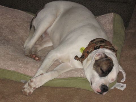 1995 Ford Bronco - Dog sleeping on a dog bed, wearing a camouflage bandana.