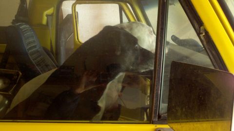 1978 Ford Bronco - A dog sits in the driver's seat of a yellow vehicle, looking out the window.