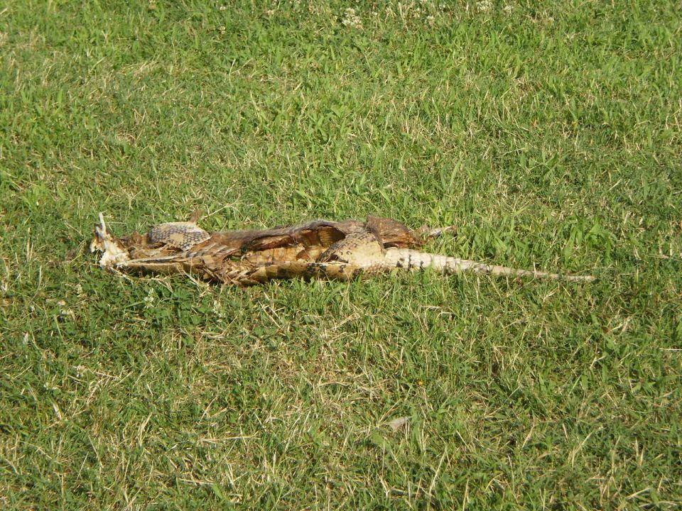 Dead alligator carcass lying on grass, showing exposed ribs and tail