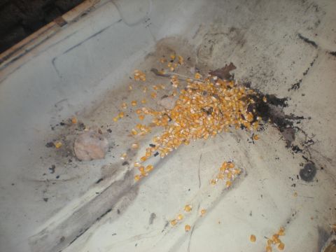1978 Ford Bronco - A close-up view of corn kernels and dirt on a vehicle's interior floor.