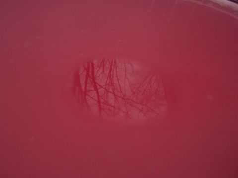 2001 Ford Crown Victoria - Reflection of trees on a red car's hood. The registry claims 2001 Ford Crown Victoria.