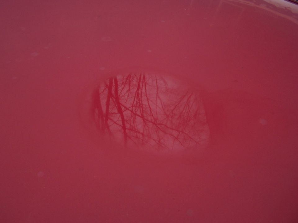 Red car hood with reflection of bare tree branches in a circular area