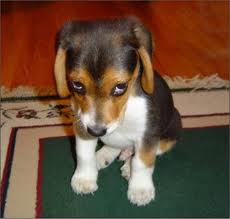 1991 Ford LTD Crown Victoria - A tri-color puppy with droopy eyes sits on a rug, looking directly at the camera.