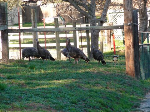 1973 Ford Ranchero - A group of wild turkeys are gathered in a fenced yard near some trees and a wooden post.
