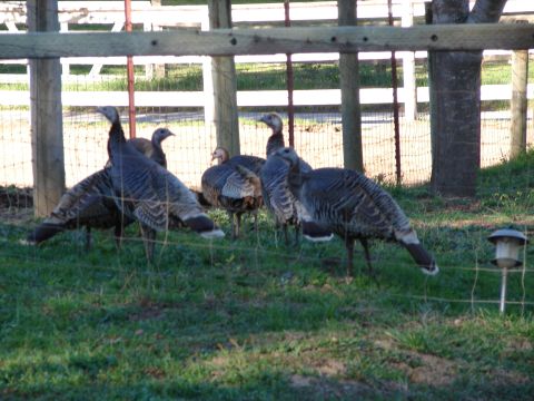 1973 Ford Ranchero - Several turkeys are gathered in a fenced area with grass and a wooden fence in the background.