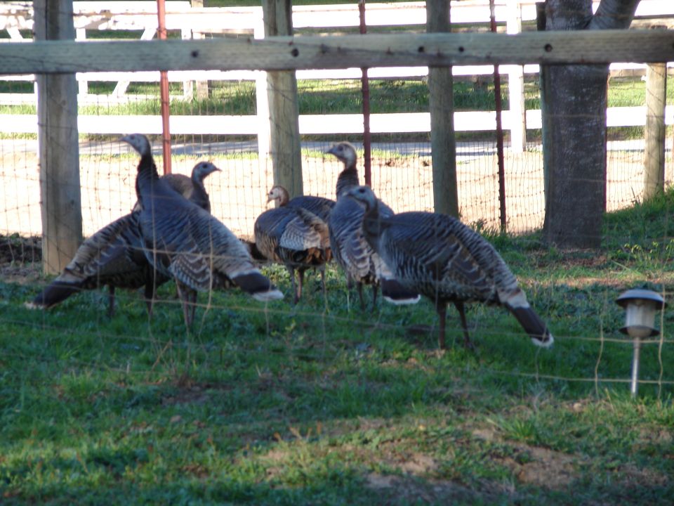 Flock of turkeys in a grassy yard behind a wooden fence