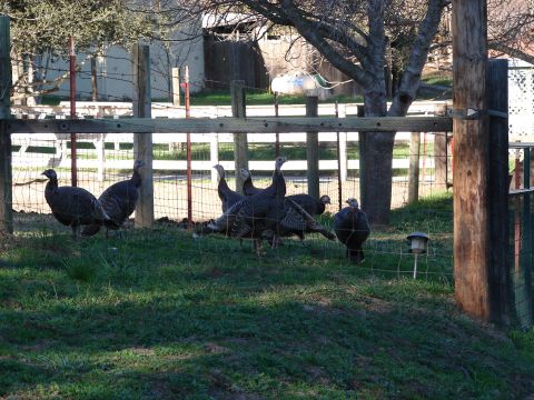 1973 Ford Ranchero - A group of turkeys are gathered in a grassy area behind a wooden fence on a sunny day.
