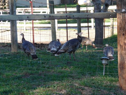 1973 Ford Ranchero - Turkeys are visible behind a wire fence in a grassy outdoor area.