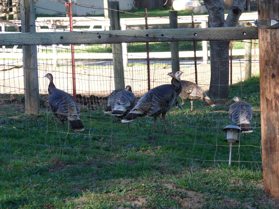 Several turkeys are standing in a grassy area behind a wire fence