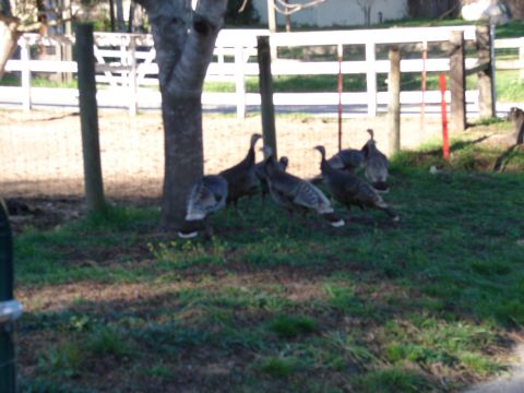 1973 Ford Ranchero - A flock of wild turkeys congregates in a yard, with a tree and fence in the background.