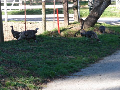 1973 Ford Ranchero - Several turkeys are seen foraging in a grassy area next to a fence and a large tree.
